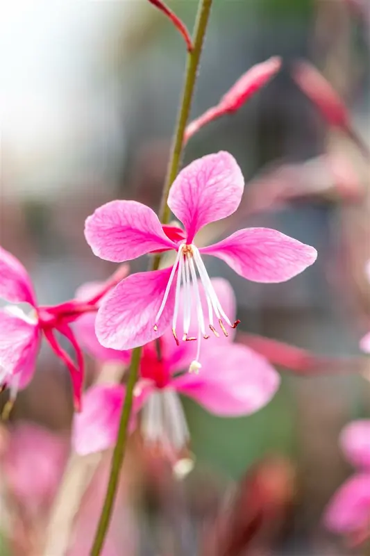 Siskiyou Pink - afbeelding 4