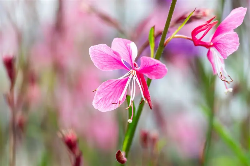 Siskiyou Pink - afbeelding 2