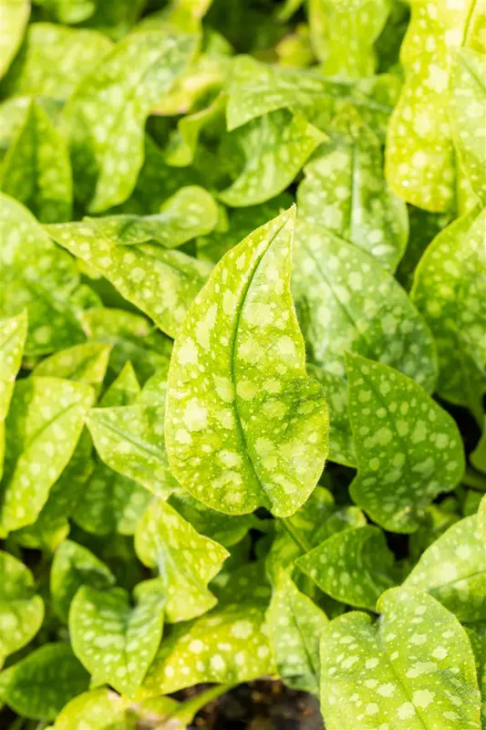 pulmonaria off. 'sissinghurst white' P9 - afbeelding 3