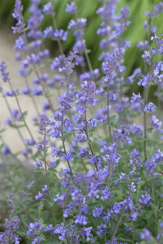 nepeta faassenii 'six hills giant' P11 - afbeelding 1