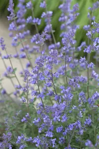 nepeta faassenii 'six hills giant' P11 - afbeelding 1