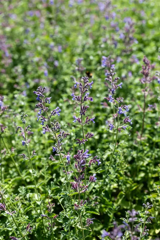 nepeta faassenii 'six hills giant' P11 - afbeelding 5