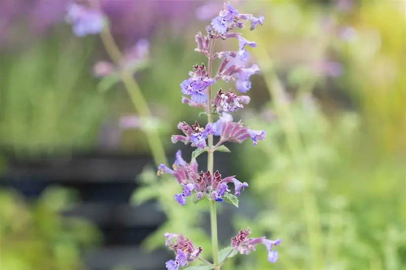 nepeta faassenii 'six hills giant' P11 - afbeelding 3