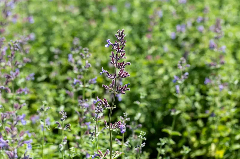 nepeta faassenii 'six hills giant' P11 - afbeelding 4