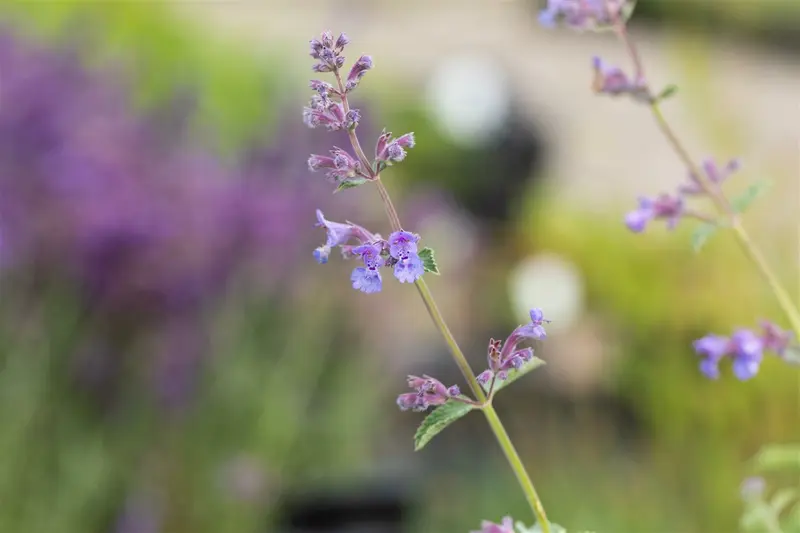 nepeta faassenii 'six hills giant' P9 - afbeelding 2