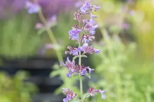 nepeta faassenii 'six hills giant' P9 - afbeelding 3