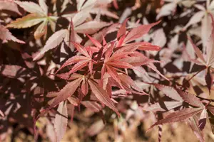 acer palm. 'skeeter's broom' (50- 60cm) - afbeelding 2