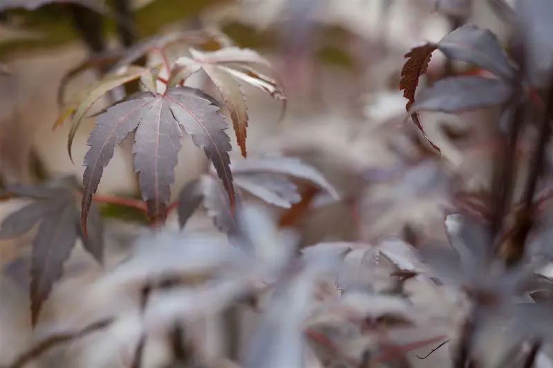 acer palm. 'skeeter's broom' (50- 60cm) - afbeelding 4