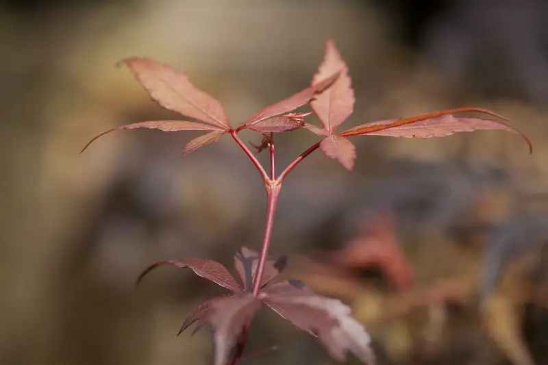 acer palm. 'skeeter's broom' (50- 60cm) - afbeelding 5