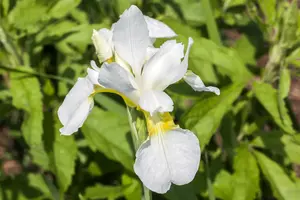 iris sib. 'snow queen' P9 - afbeelding 2