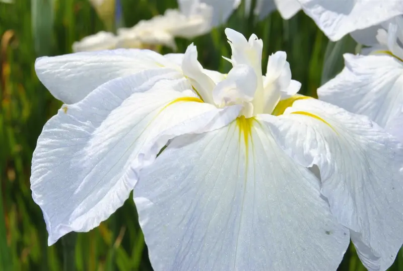 iris sib. 'snow queen' P9 - afbeelding 1