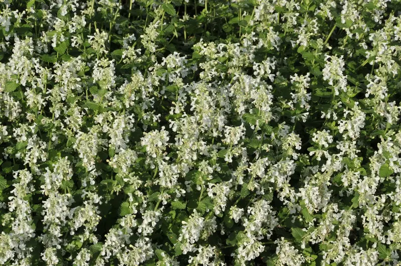 nepeta faassenii 'snowflake' P11