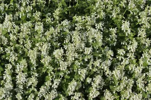 nepeta faassenii 'snowflake' P11