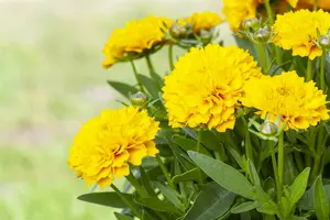 coreopsis grand. solanna golden sphere P11 - afbeelding 1