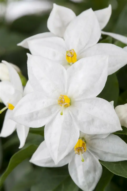 solanum jasminoides-jasm. pyramide - p17 - h 70 - afbeelding 3