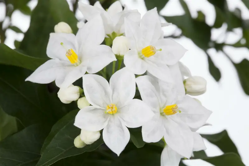 solanum jasminoides-jasm. pyramide - p17 - h 70 - afbeelding 4