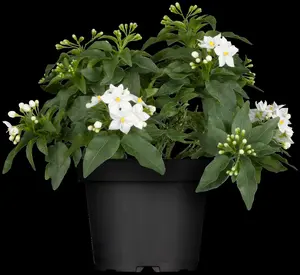 solanum jasminoides-jasm. pyramide - p17 - h 70 - afbeelding 5