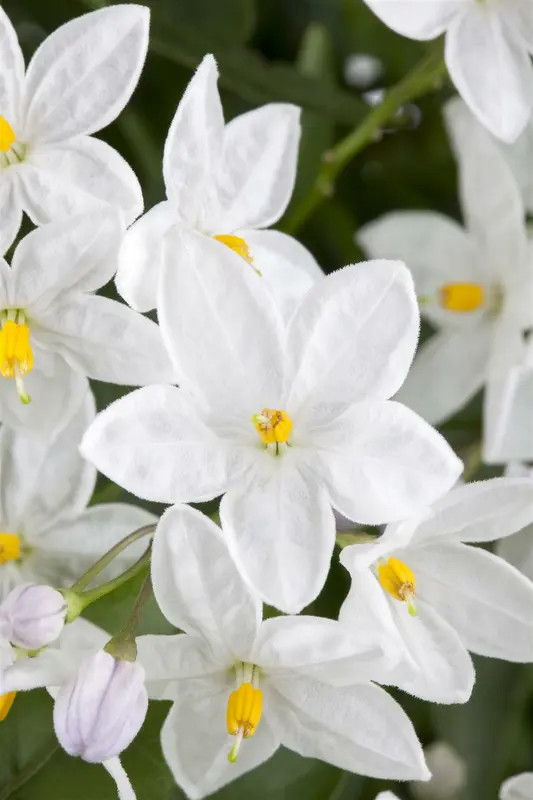 solanum jasminoides-p14 6/206 apu - afbeelding 1