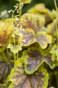 heucherella hybr. 'solar eclipse'® P9 - afbeelding 2