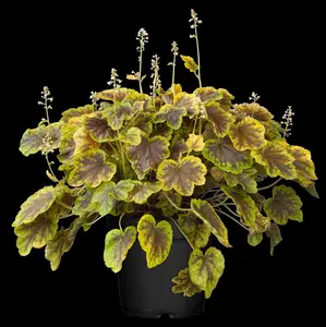 heucherella hybr. 'solar eclipse'® P9 - afbeelding 1