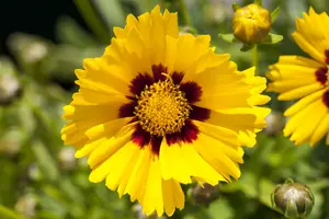 coreopsis grand. 'sonnenkind' P11