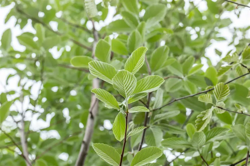 sorbus aria 'magnifica' 14/16 - afbeelding 3