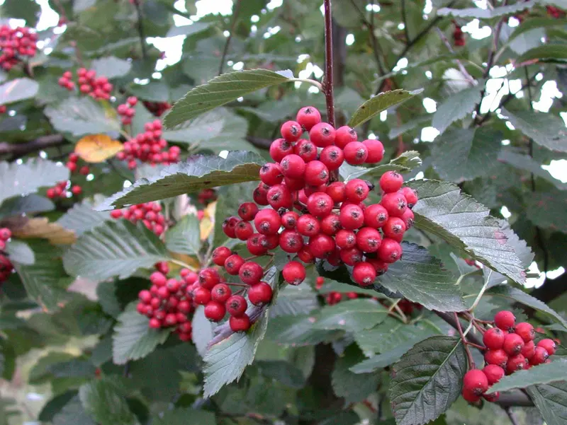 sorbus aria 'magnifica' 14/16 - afbeelding 1