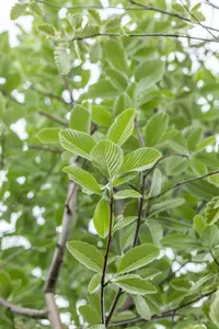 sorbus aria 'magnifica' 16/18 - afbeelding 2