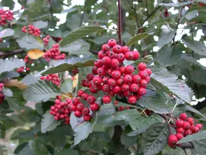 sorbus aria 'magnifica' 20/25 - afbeelding 1