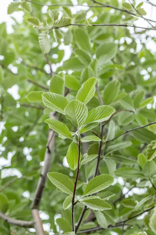 sorbus aria 'magnifica' 6/ 8 - afbeelding 2