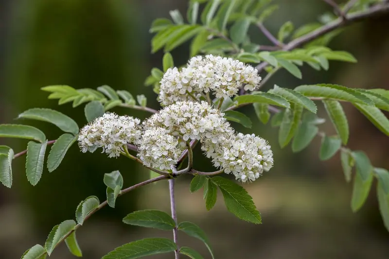 sorbus auc. 'edulis' ( 'rossica') 6/ 8 - afbeelding 2