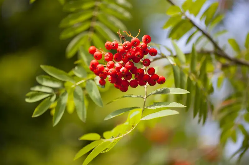 sorbus aucuparia 10/12 - afbeelding 3