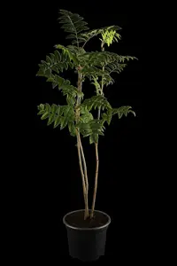 sorbus aucuparia 12/14 C - afbeelding 1