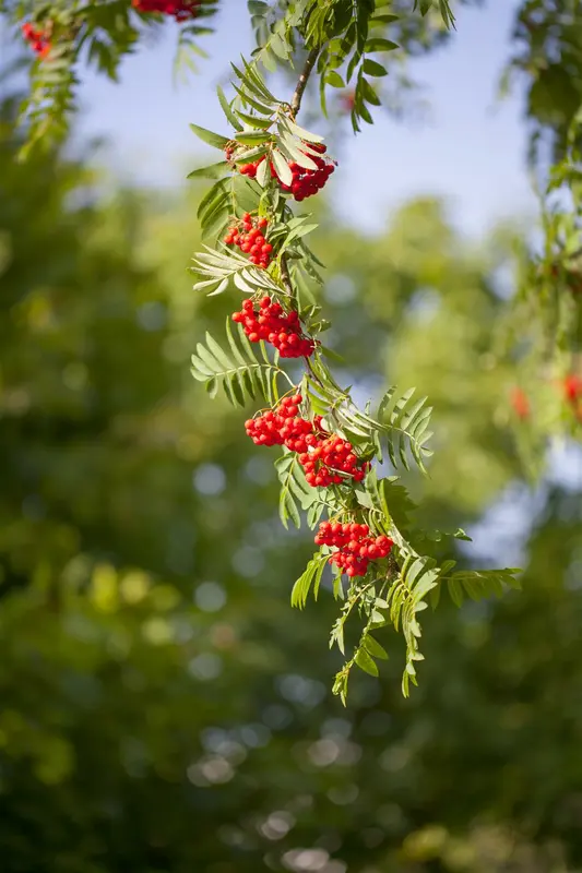 sorbus aucuparia 12/14 C - afbeelding 4