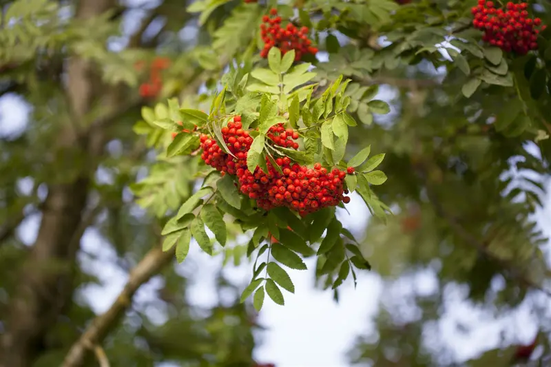 sorbus aucuparia 12/14 C - afbeelding 2