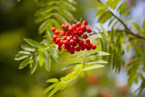 sorbus aucuparia (175-200 cm) - afbeelding 3