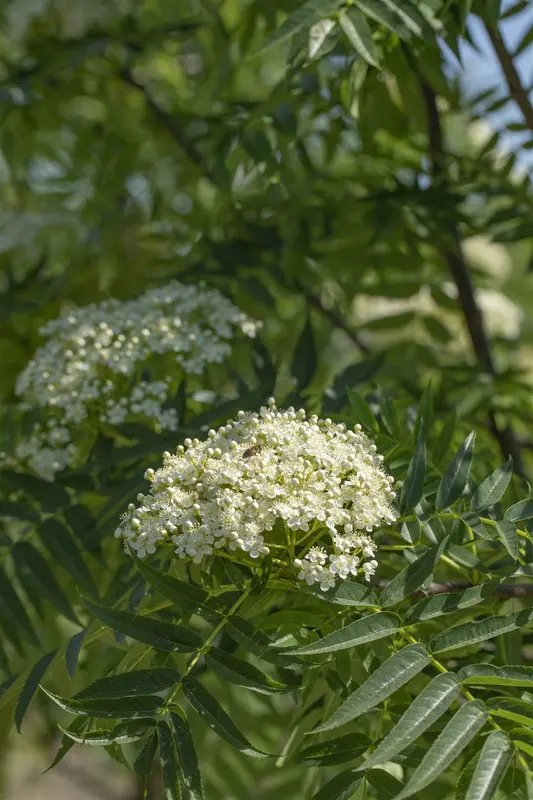 sorbus 'dodong' 8/10 - afbeelding 2