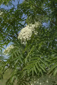 sorbus 'dodong' 8/10 - afbeelding 5