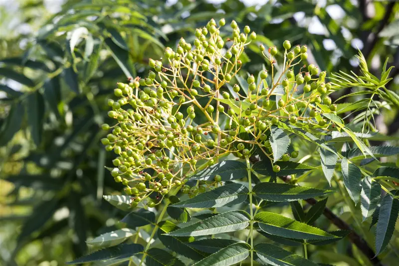 sorbus 'dodong' 8/10 - afbeelding 1