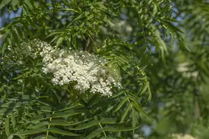 sorbus 'dodong' 8/10 - afbeelding 3