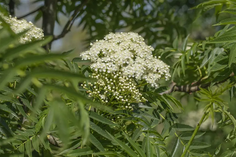 sorbus 'dodong' 8/10 - afbeelding 4