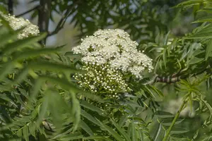 sorbus 'dodong' 8/10 C - afbeelding 4