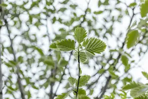 sorbus intermedia 'brouwers' 8/10