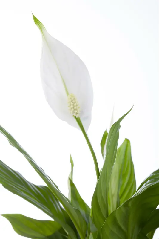 spath chopin-spathiphyllum 10,5 cm rondo decorum - - afbeelding 2