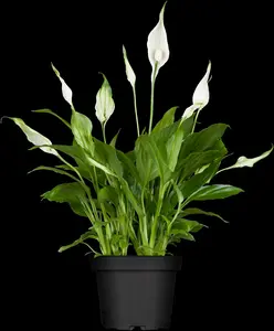 spath chopin-spathiphyllum 10,5 cm rondo decorum - - afbeelding 1