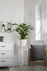 spathiphyllum vivaldi p17