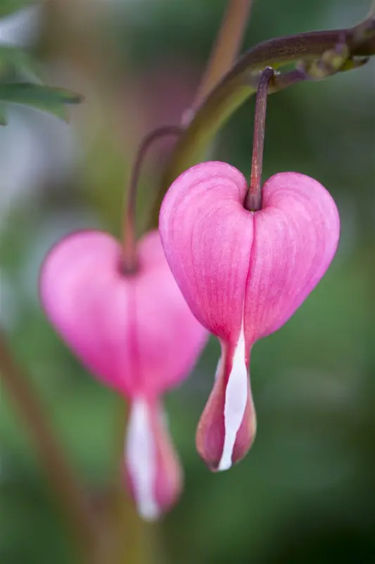 dicentra spectabilis P11 - afbeelding 4