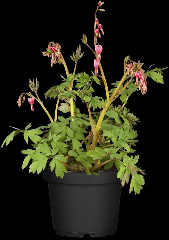 dicentra spectabilis P11 - afbeelding 3