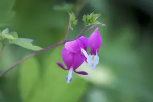 dicentra spectabilis P11 - afbeelding 2