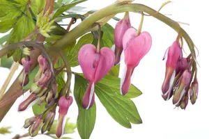 dicentra spectabilis P11 - afbeelding 5